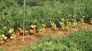 Cách trồng cà chua